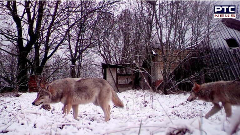 Chernobyl wolves develop resistance to cancer, offering hope for human treatments | Action Punjab
