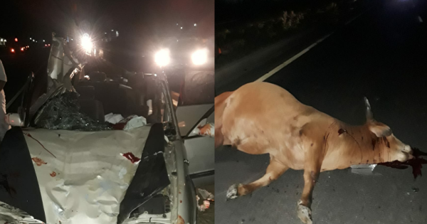 ਰਾਜਸਥਾਨ ਵਿੱਚ ਹਾਦਸਾ: ਗਾਂ ਨੂੰ ਬਚਾਉਣ ਦੀ ਕੋਸ਼ਿਸ਼ 'ਚ ਡਰਾਈਵਰ ਹੋਇਆ ਸ਼ਿਕਾਰ