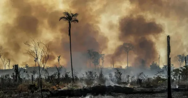 ਜੰਗਲਾਂ ਨੂੰ ਅੱਗ ਲਗਾਈ ਤਾਂ ਖੈਰ ਨਹੀਂ: ਪ੍ਰਸ਼ਾਸਨ ਹੋਇਆ ਸਖ਼ਤ