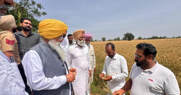 ਖੇਤੀਬਾੜੀ ਮੰਤਰੀ ਨੇ ਪਿੰਡ ਚੰਨੂ ਵਿਖੇ ਹੋਏ ਫਸਲਾਂ ਦੇ ਨੁਕਸਾਨ ਦਾ ਲਿਆ ਜਾਇਜ਼ਾ