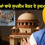 ਅਵਾਰਾ ਕੁੱਤਿਆਂ ਬਾਰੇ ਸੁਪਰੀਮ ਕੋਰਟ ਦੇ ਹੁਕਮਾਂ ਨੂੰ ਪੰਜਾਬ ਸਰਕਾਰ ਪੂਰੇ ਸੂਬੇ ਵਿੱਚ ਇੰਨ-ਬਿੰਨ ਲਾਗੂ ਕਰੇਗੀ: ਮੁੱਖ ਮੰਤਰੀ ਭਗਵੰਤ ਸਿੰਘ ਮਾਨ