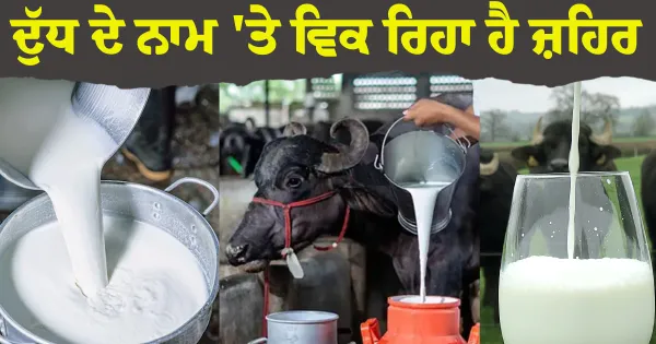 ਦੁੱਧ ਦੇ ਨਾਮ 'ਤੇ ਵਿਕ ਰਿਹਾ ਹੈ ਜ਼ਹਿਰ